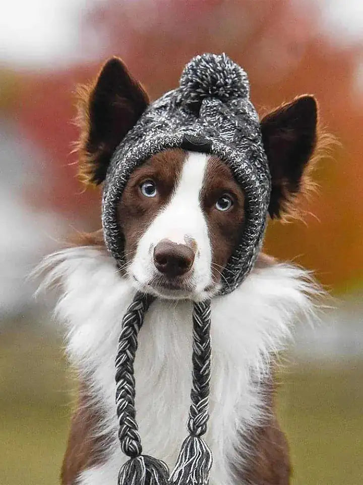 PupHalo Cap
